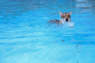 Yüzme havuzunda gergin yüzen güçlü köpek.