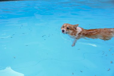 Pembroke Galli Corgi Köpek havuzda yüzme egzersizi