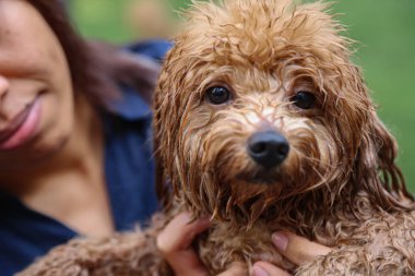 Kaniş yüzüyor ve kürkü hala ıslak.