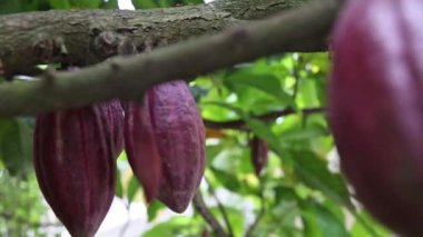 Kakao meyvesi olgunlaşmış ve çikolataya dönüşmeye hazır.