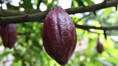 Bir kakao meyvesi ağaçta asılı duruyor.