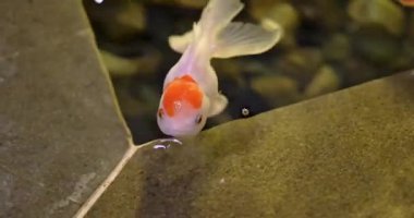 Süslü Japon balıkları sevimli ve güzel balıklardır.