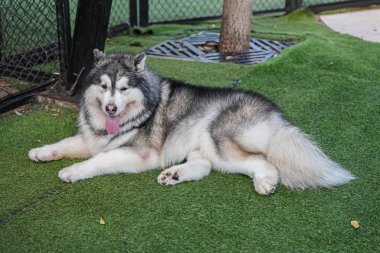 Husky köpeği parkta oturuyor ve dinleniyor.