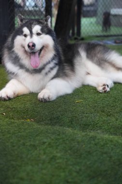  Husky köpeği köpek parkında oturuyor ve dinleniyor.