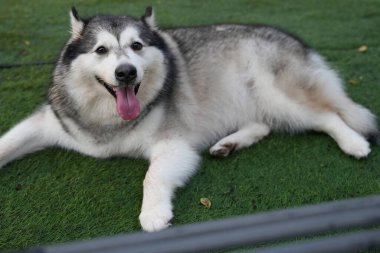 Köpek kameraya bakarken dilini çıkarıyor.