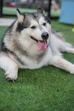 Köpek patileri parkında boğuk bir köpek dili açık oturuyor.