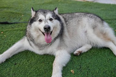 Kameraya bakan sevimli iri kıyım köpek.