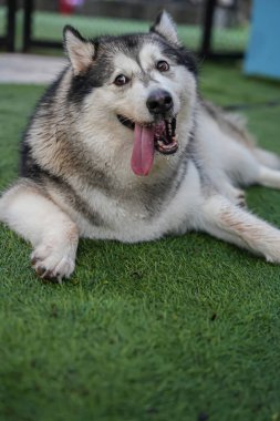  Dili dışarıda oturan iri bir köpeğe yaklaş.