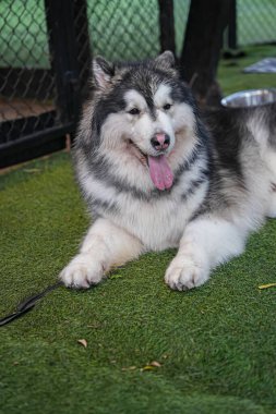 İri yarı bir köpeğin oturuşunu yakından izle.