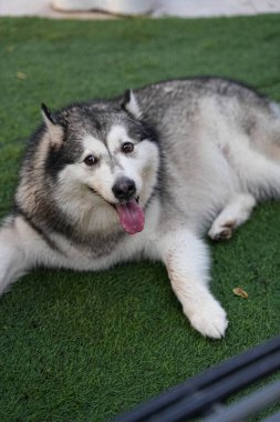 Kameraya bakan sevimli, iri kıyım köpek.