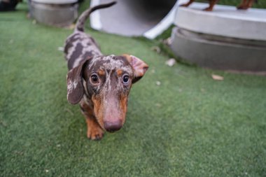 Tatlı dachshund kameraya bakıyor.