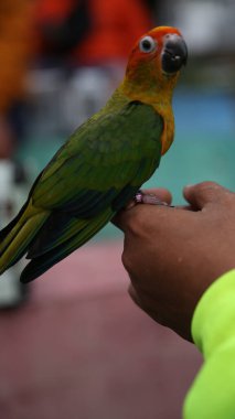 Güneş muhabbeti, hayvan bakımı blogları, kuş meraklısı web siteleri, doğa dergileri, vahşi yaşamı koruma materyalleri ve eğitim sunumları için uygun..