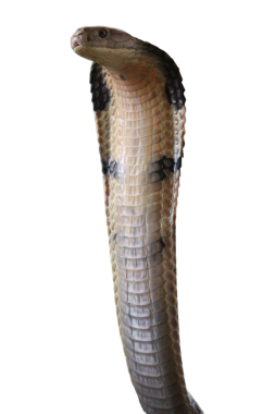 Kral kobra yılan vücudu, detaylı ölçekleri ve desenleri gösteren, eğitim materyalleri veya vahşi yaşam temalı tasarımlar için uygun.
