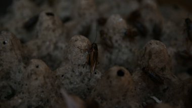 Koyu bir böcek üreme kabuğunun içindeki dokulu yumurta kutusunda cırcır böcekleri sürünüyor..