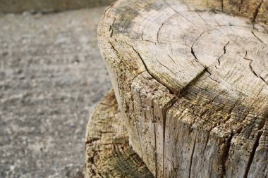 Ağaç gövdesi kütüklerinin ahşap doku yüzeyini kes. Kereste ya da ahşap yakıtla kesilmiş kütük parçaları. Şömine ya da mobilya için tahta halkaları yuvarlak. Mantarlı eski paslı ahşap, duvar kağıdı.