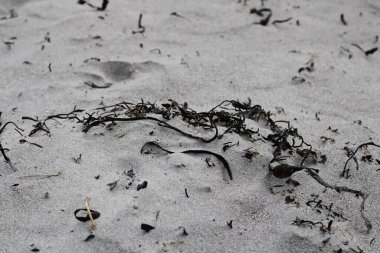 Kum manzarasında kuru deniz otları.