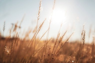 Günbatımında buğday tarlası