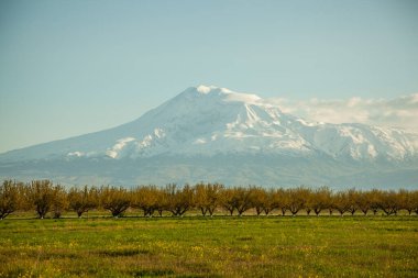 yeşil alan ve gökyüzünün altındaki Ararat dağı