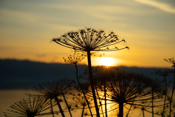 Силует Трави Квітка Озеро Фоні Заходу Сонця — стокове фото