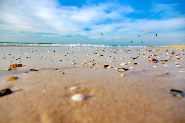 해변의 조가비들 — 스톡 사진