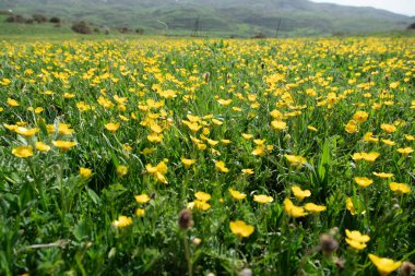 yeşil alan arka planında sarı çiçekler