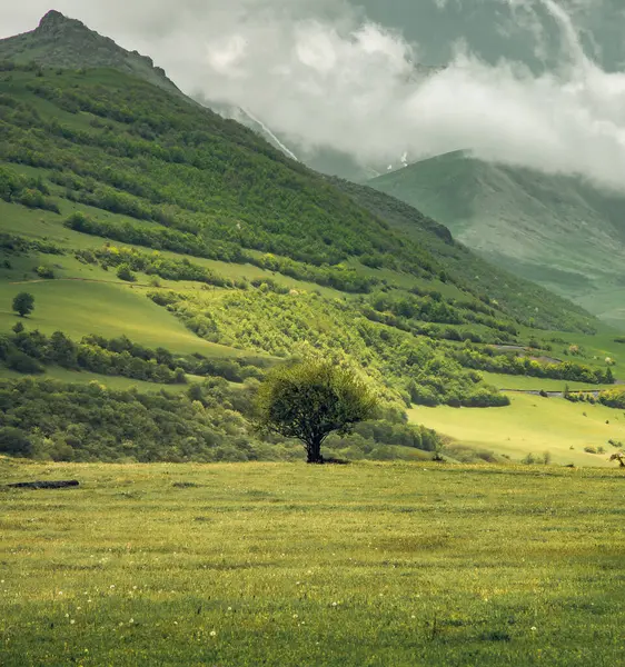 Árvore Solitária Grama Verde Fundo Montanha — Fotografia de Stock
