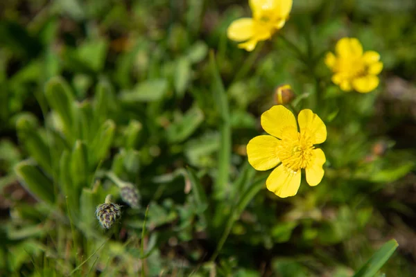 stock image the yellow flowers in green field background