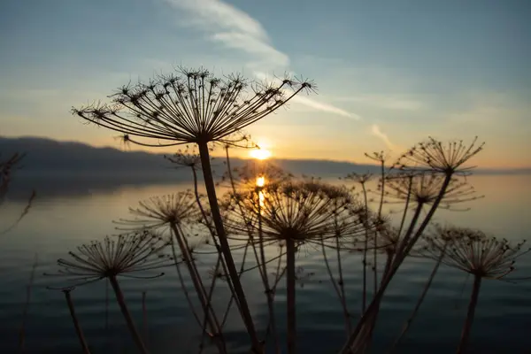 Λουλούδι Στη Λίμνη Στο Φόντο Ανατολή Του Ηλίου — Φωτογραφία Αρχείου