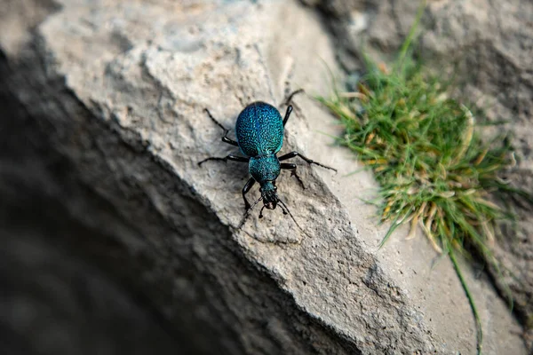 森の中の石の青い虫 — ストック写真