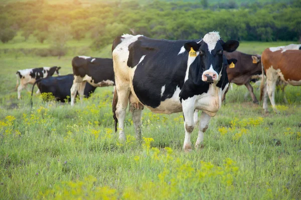 stock image color cows in the green field background