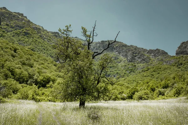 Трава Дерева Лісі Горі — стокове фото