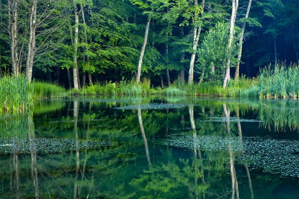 Hojas Lago Con Fondo Forestal —  Fotos de Stock