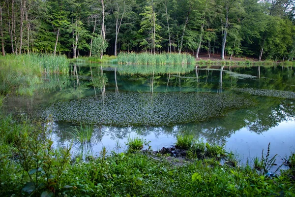 Feuilles Dans Lac Avec Fond Forêt — Photo
