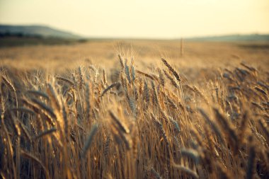 Arpa kulaklı tarla günbatımı arka planı