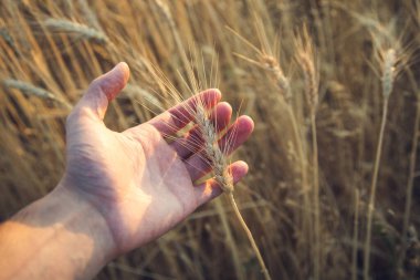 Adam gün batımında arpa kulaklarına dokunur.