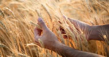 Adam gün batımında arpa kulaklarına dokunur.