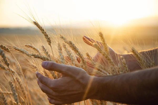 man touches the barley ears at the sunset
