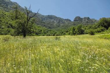 Dağın arka planında ağaç ve manzara