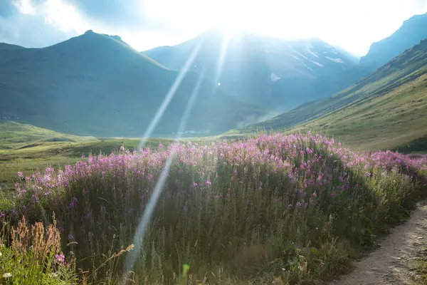 beautiful purple flowers landscape on the mountains