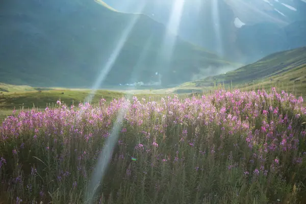 beautiful purple flowers landscape on the mountains