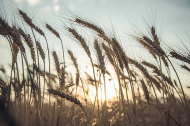 Altın buğday tarlası, günbatımı doğal arka plan