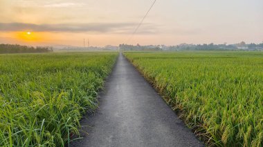 Şafak vakti yemyeşil pirinç tarlaları arasında kırsal yol