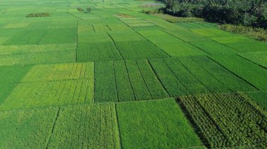 Köydeki yemyeşil pirinç tarlalarının insansız hava aracı görüntüsü