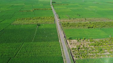 Köydeki yeşil yemyeşil pirinç tarlaları arasındaki yolu gösteren drone görüntüsü.