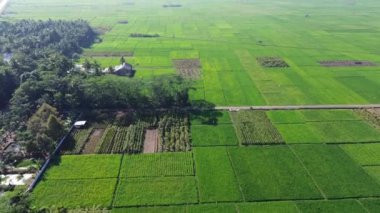Köydeki yemyeşil pirinç tarlalarının insansız hava aracı görüntüsü