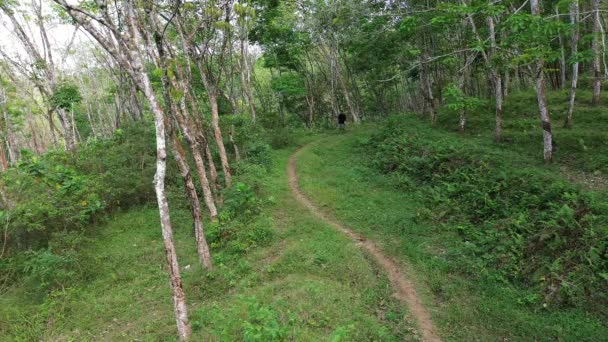 Ormanda Küçük Bir Yolda Yürüyen Bir Adam — Stok video