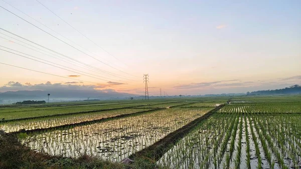 Pirinç tarlalarında gün batımında yemyeşil pirinç bitkileri