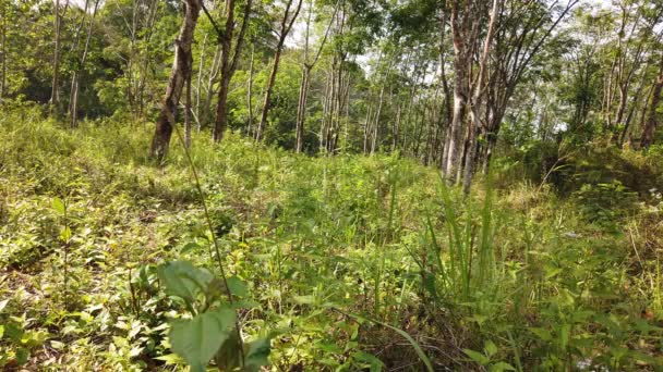 Banyumas Indonésie Srpna 2023 Muž Kole Stezce Zeleném Lese — Stock video