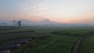 Ricefield 'da sabah vakti