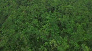 Bereketli orman ve ağaçların kuş bakışı görüntüsü veya drone görüntüsü